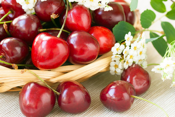 Fresh sweet cherries with white flowers