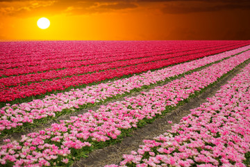pink, red and orange tulip field in North Holland