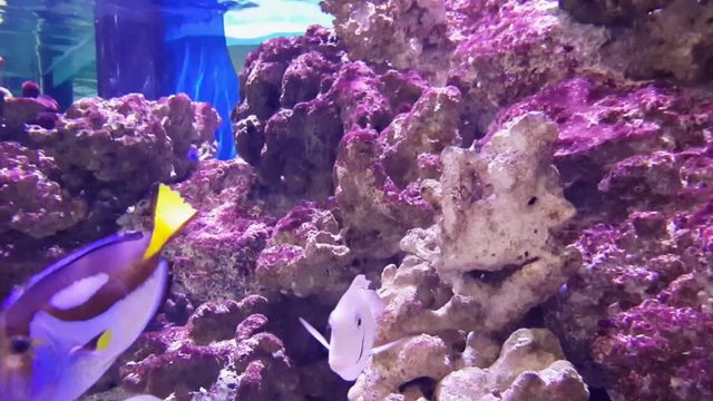 acquario