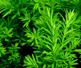 Bright green pine bush close up 