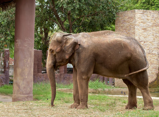 Fototapeta premium Elephant / Elephant relax in elephant farm.