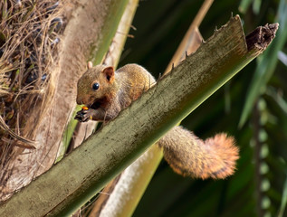 Squirrel / Squirrel eating on the tree.