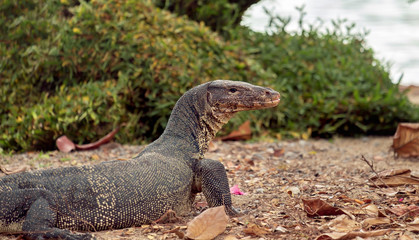 Water monitor lizard / Portrait of water monitor lizard. Focus on eye.