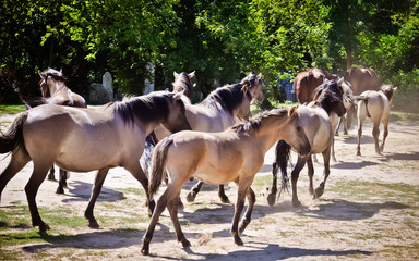 Fototapeta premium Herd of horses
