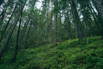 Fototapeta na wymiar Green Mountain Forest background. Misty pine forest landscape. Travel
