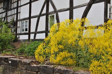 gelbe Blumen vor Fachwerkhaus