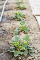 row of strawberries