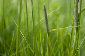 Morning dew on grass