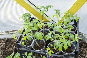 Young tomato seedlings