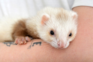 Cute red ferret