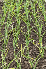 Rows of onions on the field