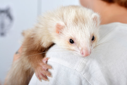 Cute Red Ferret