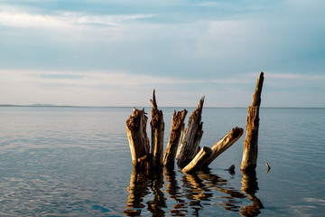 Driftwood sticking out of the water