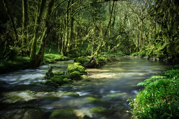 Zelfklevend Fotobehang une forêt avec une rivière qui coule entre les arbres © Olivier Tabary