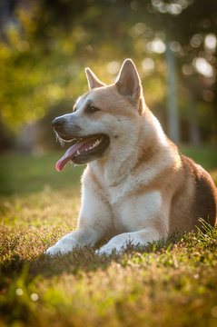 Portrait of akita dog lying on grass