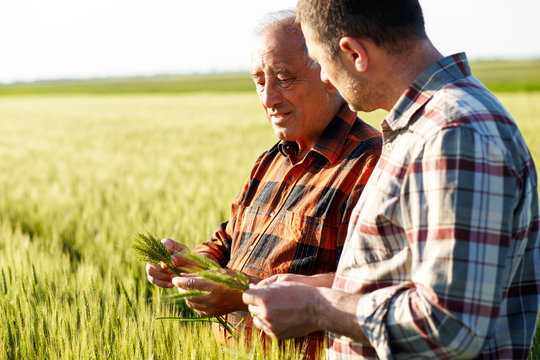 Two farmers in a field examining wheat crop. 