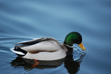 Mallard