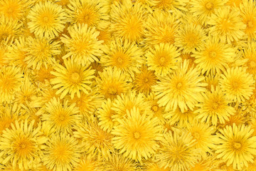 floral bright background of yellow dandelions 