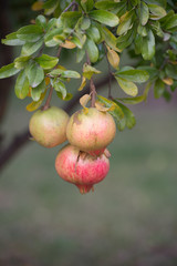 Ripe pomegranate fruit on the tree