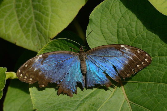 Common Morpho (Morpho peleides) butterfly with weathered wings from Butterfly Pavilion, Westminster Colorado