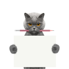 cat holding a pencil and blank
