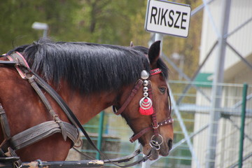 Pferd