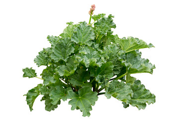 Rhubarb (Rheum rhabarbarum L.) plant growing in the garden isolated on white