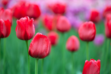 Obraz premium Red tulips (botanical tulips) in the garden after the rain