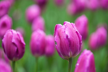Purple tulips with drops of water over a green grass background.