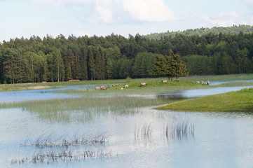 Stado dzikich koni na wyspie  - obrazy, fototapety, plakaty