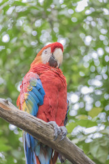 South American Colorful Parrot