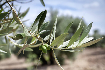 Branch of small olive growing