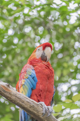 South American Colorful Parrot