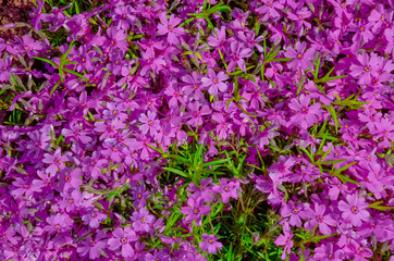 Pink flowers for the background with bright green leaves. Bright flowers close up in the spring. View from above