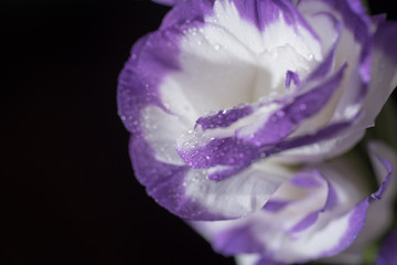 eustoma