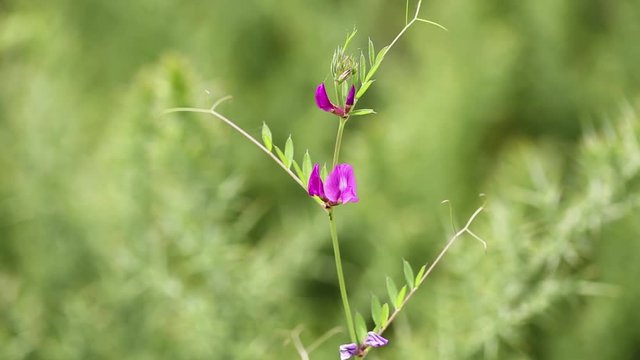 a ant searching on a Lathyrus pink wild flower on a green background