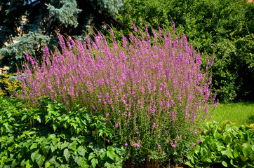 Rosebush flowers in the botanical garden of a summer day. Bright flowers on a green background in the park. Landscaping