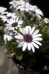 Daisy, Purple