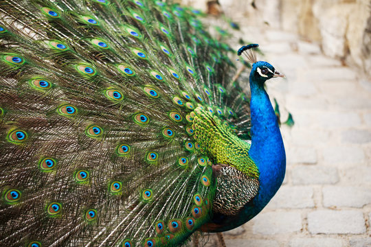 Fototapeta Beautiful peacock displaying his plumage