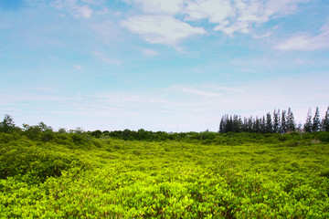 Obraz premium Mangrove in Thailand