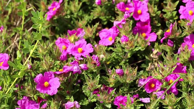 Cistus crispus (Crispus Rockrose) pink wild flowers in nature