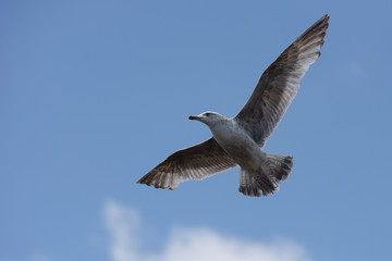 Herring Gull