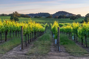 Kussenhoes Zonsondergang in de wijngaarden van Sonoma County, Californië © latypova