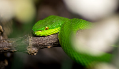 Green tree python