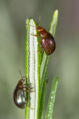 Rosemary beetles (Chrysolina americana) on foodplant. Iridescent leaf beetles in the family Chrysomelidae, on the herb rosemary (Rosmarinus officinalis)