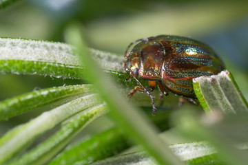Rosemary beetle (Chrysolina americana) on foodplant. Iridescent leaf beetle in the family Chrysomelidae, on the herb rosemary (Rosmarinus officinalis)