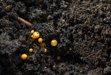Millipede, Myriapoda in soil .