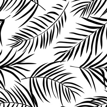 Tropical Palm Leaves Black And White