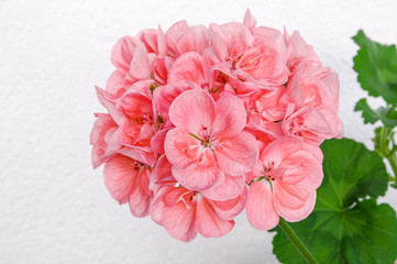 Branch of spring blossom with pink cranesbill (pelargonium, gera