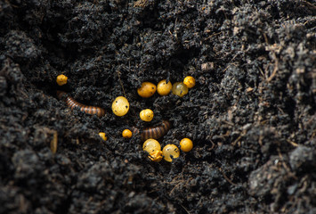 Fototapeta na wymiar Millipede, Myriapoda in soil .